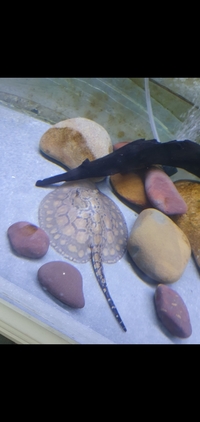 Stingray pup