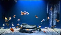 Group of 25 Fancy Goldfish