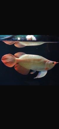 Available / landed Exclusive Show Quality Rare Super Red Fish 8 Planet Arowana NOW SOLD