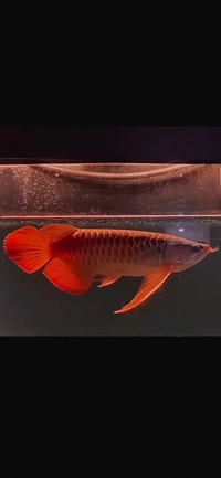 In stock available -Exclusive Show Quality Rare Super Red Fish 10 Planet Arowana