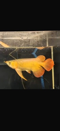 Now landed Available - Exclusive Show Quality Rare Super Red Fish 14 Planet Arowana