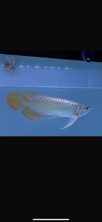 Now landed Available -Exclusive Show Quality Rare Super Red Fish 16 Planet Arowana