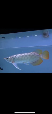 Now landed Available -Exclusive Show Quality Rare Super Red Fish 16 Planet Arowana