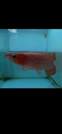 Now Landed / Now Sold Exclusive Show Quality Rare Super Red Fish 17 Planet Arowana