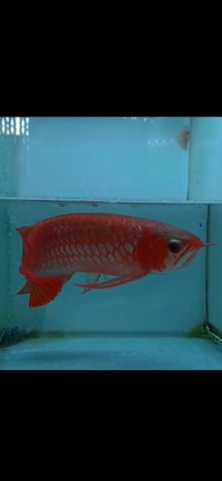 Now Landed / Now Sold Exclusive Show Quality Rare Super Red Fish 17 Planet Arowana