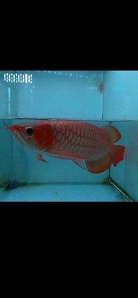 Now Landed / Now Sold Exclusive Show Quality Rare Super Red Fish 17 Planet Arowana