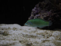 Beautiful Jade Wrasse for sale.