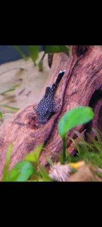 Bristlenose pleco babies