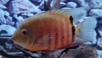 2 x Severum SA Cichlids for Sale - fantastic condition - Roughly 5-6 inches in Bromley - £60