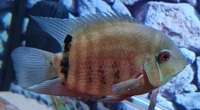 2 x Severum SA Cichlids for Sale - fantastic condition - Roughly 5-6 inches in Bromley - £60