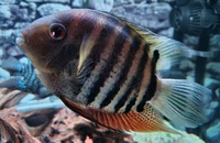 2 x Severum SA Cichlids for Sale - fantastic condition - Roughly 5-6 inches in Bromley - £60