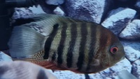 2 x Severum SA Cichlids for Sale - fantastic condition - Roughly 5-6 inches in Bromley - £60