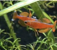 Red Neon Blue eye Rainbow Pseudomugil luminatus