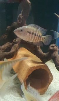 Tropical fish for sale