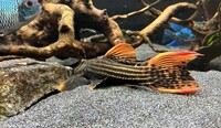 Big L025 Scarlet Pleco