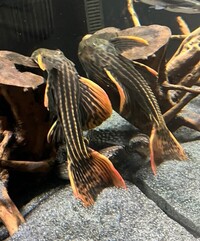 Big L025 Scarlet Pleco