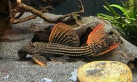 Big L025 Scarlet Pleco