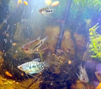 Young Opaline Gouramis