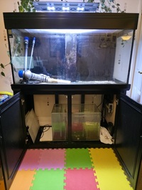 AquaOne400 full tropical setup 15 years of fishkeeping bundle £450