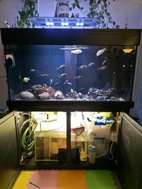 AquaOne400 full tropical setup 15 years of fishkeeping bundle £450