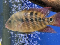 STUNNING SOUTH AMERICAN CICHLIDS - LIST IN DESCRIPTION