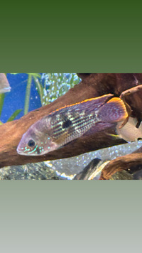 STUNNING SOUTH AMERICAN CICHLIDS - LIST IN DESCRIPTION