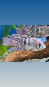 STUNNING SOUTH AMERICAN CICHLIDS - LIST IN DESCRIPTION