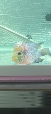 Kamfa f2 flowerhorn