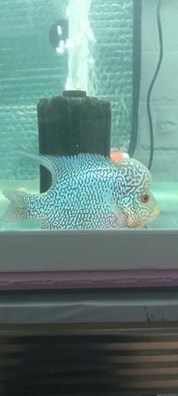 Kamfa f2 flowerhorn