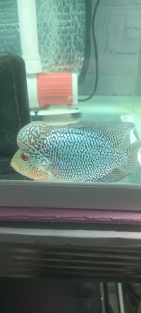 Kamfa f2 flowerhorn