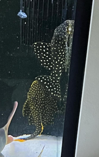 Golden nugget plec 5 inch and Snow plec 5 inch £100