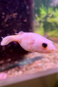 Albino Pao Abei Puffer - very rare