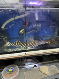 23inch Tigrinus, feeding £630