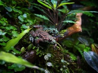 Fire Belly Toad Bombina orientalis