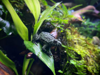 Fire Belly Toad Bombina orientalis