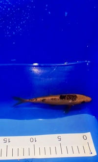 Job lot of 51 mixed koi various sizes between 12-4” £250 can be taken in smaller groups of 10 fish for £65 also