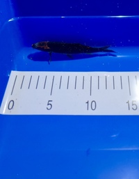 Job lot of 51 mixed koi various sizes between 12-4” £250 can be taken in smaller groups of 10 fish for £65 also
