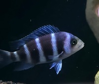 1st Gen Tank Bred Blue Zaire Moba Frontosa Cichlids