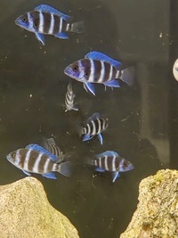 1st Gen Tank Bred Blue Zaire Moba Frontosa Cichlids