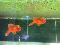 2x Oranda Fancy Goldfish 5-6 cms