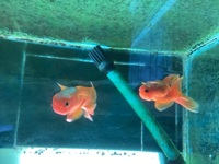 2x Oranda Fancy Goldfish 5-6 cms