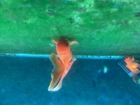 2x Oranda Fancy Goldfish 5-6 cms