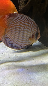 Discus fish £140