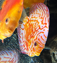 Chens Asian Discus