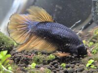 2 x Female Fighting Fish Halfmoon Mustard Gas Betta Splendens