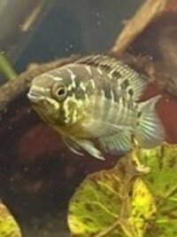 Ivanacara bimaculata ALL FISH reserved
