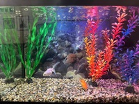 Complete Aquarium set & Equipment with two gold fish