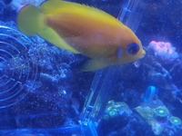 Lemon Peel Angelfish -Adult + Healthy - Leeds Pickup