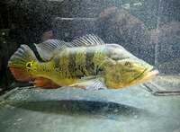 XL Peacock Bass male