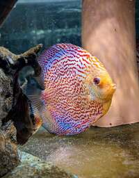 Discus PAIRS
